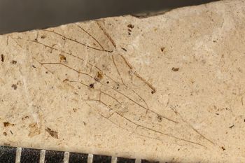 Media type: image;   Entomology PALE-3048